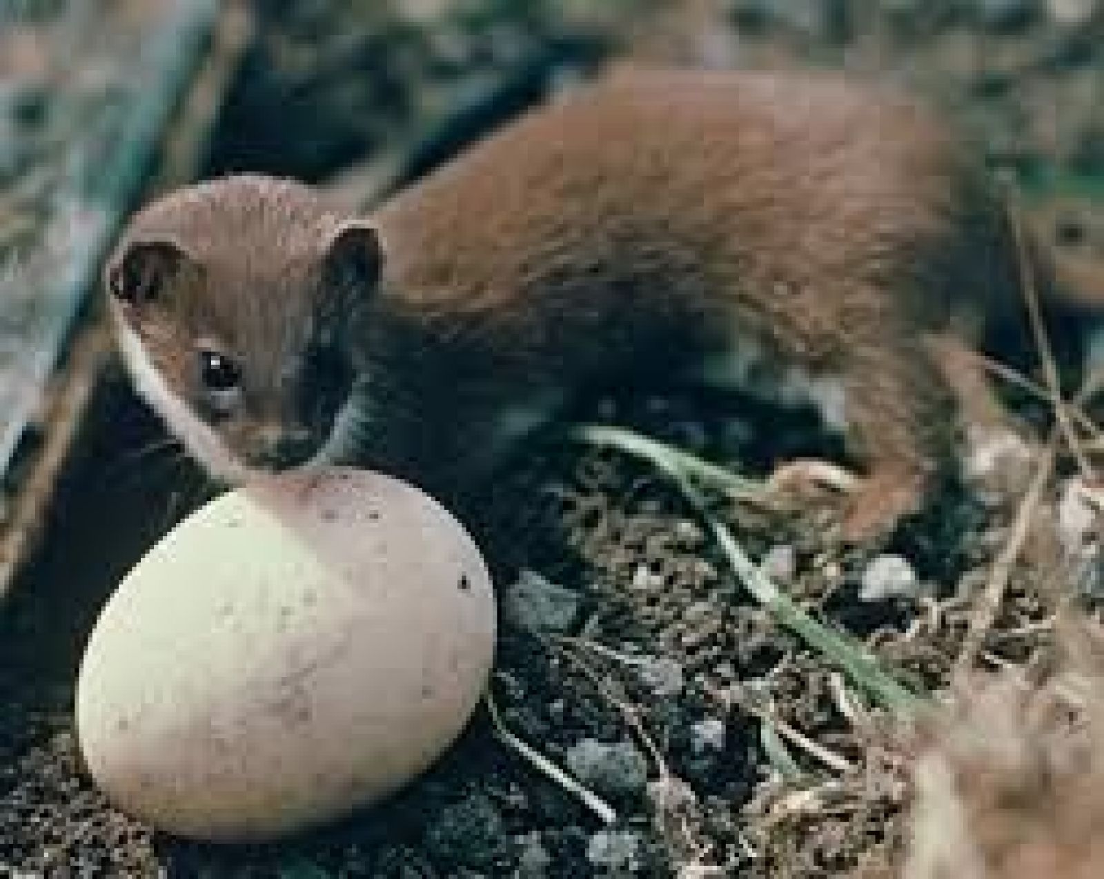 stoat